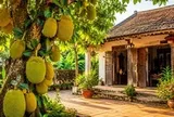 Vì sao nhà xưa thường trồng cây mít trong sân nhà?