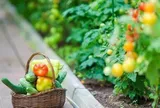 Tế bào ung thư "ghét" loại rau nào nhất? Đây là những 'khắc tinh' của ung thư: Chợ Việt bán đầy nhưng nhiều người không biết cách ăn để phát huy tác dụng