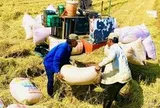 Thời cơ nâng giá trị gạo Việt