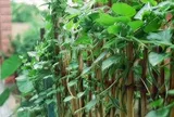 Vì sao người xưa thường trồng mùng tơi quanh nhà?