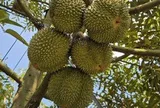 Cận cảnh vườn sầu riêng siêu đắt đỏ ở TP HCM
