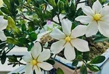 4 loại cây "đại cát", rất nên trồng trong nhà