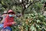 Campuchia quyết tâm làm giàu với loại quả Việt Nam đang trồng rất nhiều: Xuất khẩu trực tiếp sang Trung Quốc, tự tin sẽ mang lại lợi nhuận lớn