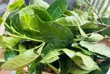 Phát hiện hoạt chất giúp hạ huyết áp và giảm nguy cơ ung thư trong loại lá nhiều người Việt uống mỗi ngày