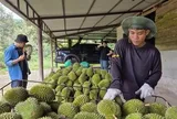 Ngành sầu riêng cần chuyên nghiệp hơn