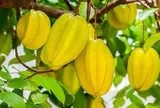 Vì sao ông bà ta hay trồng khế, chanh hoặc bưởi quanh nhà?