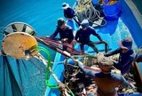 Theo chân ngư dân Quảng Ngãi trên ngư trường