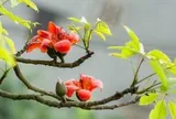 Người xưa có câu "Cây dữ rước họa": 3 loại cây tránh trồng sát nhà