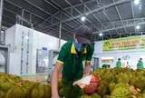 Nông sản Việt chinh phục thị trường Trung Quốc bằng cách nào?