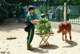 Nhiều người sẽ bất ngờ sau khuyến cáo của Thảo Cầm Viên Sài Gòn