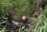 Bộ xương trong bãi cỏ ở TPHCM: Camera ghi nhận hành trình cuối của người mất tích