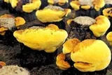 Loại nấm đắt đỏ bậc nhất thế giới, ngăn ngừa khối u phát triển: Việt Nam nuôi cấy thành công