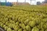 Thái Lan bất ngờ tìm được cứu tinh cho sầu riêng: Doanh số tăng gấp 10 lần chỉ trong 3 tháng, đơn hàng trái cây tăng 134%
