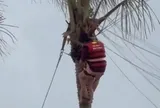Thót tim 2 mẹ con bị gió cuốn, treo lơ lửng trên ngọn dừa khi chơi dù bay