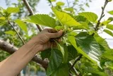 Việt Nam có loại lá được y thư cổ Trung Quốc xếp vào hàng "thượng phẩm": Không phải ai cũng biết để dùng