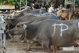 Náo nhiệt "sàn giao dịch" trâu bò đặc biệt nhất xứ Nghệ