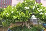 5 lý do nên trồng một cây nguyệt quế trước nhà