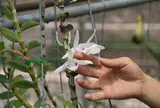 Những đại gia kinh doanh lan đột biến một thời ‘hô mưa gọi gió’ giờ ra sao?