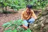 Những cây cà phê, sầu riêng trăm tuổi thành biểu tượng của vùng trồng Đắk Lắk
