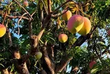 4 lý do nên trồng 1 cây xoài trước nhà