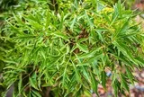 Lời khuyên đến tất cả các gia đình đang trồng cây đinh lăng