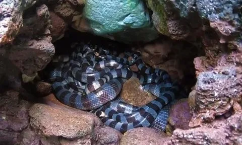 Sự thật về “ổ rắn độc nhất thế giới” xuất hiện ở đảo Phú Quý
