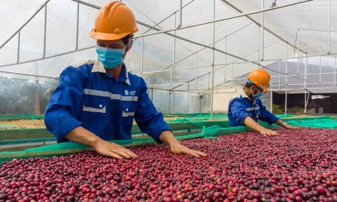 Cà phê sốt giá trên toàn cầu, nông dân Việt Nam thu lãi đậm, nhưng đâu mới là mức giá bền vững?