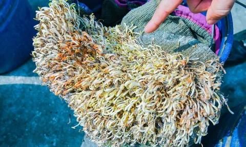 Hải Phòng tiêu hủy hơn 5 tấn giá đỗ ngâm hóa chất, để 1 tháng vẫn tươi