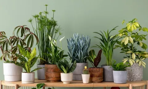 Chuyên gia 25 năm kinh nghiệm làm vườn: Đây là 7 loại cây tốt nhất nên trồng trong nhà vào năm 2026