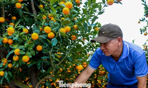 Quất 'khủng' giá hàng chục triệu đồng xuống phố đón Tết