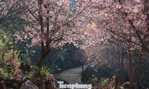 Mai anh đào trên cao nguyên Mộc Châu vào mùa đẹp nhất năm