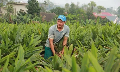 "Vàng xanh" giúp nông dân kiếm hàng trăm triệu đồng trên mỗi héc-ta