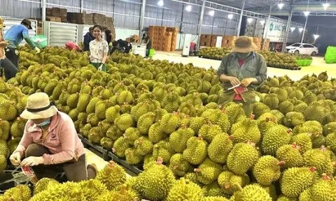 Sầu riêng Thái Lan đón tin không vui