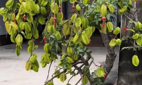 Cây khế viral TikTok với 3 triệu views, trả 15 triệu chủ nhà kiên quyết: Không bán