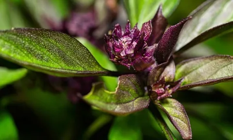 3 loại cây gia vị nên trồng trong năm Bính Ngọ