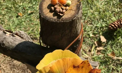 Sang tận Hàn để chụp ảnh cây lá vàng sống ảo, khách Việt ngỡ ngàng vì mùi lạ dưới gốc cây