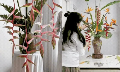 Chấn động loài hoa Tết đẹp từ nụ đến búp, chơi bền cả tháng, nhiều người đang đổ xô săn tìm