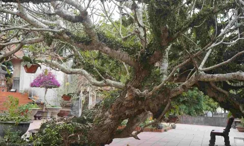 4 loại cây là nam châm hút lộc, trồng vào đầu năm vừa đẹp sang, vừa thêm may mắn