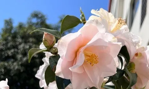 Loài hoa đẹp dịu như thiếu nữ giữa sắc xuân, chưng Tết một chậu là thấy nhà sáng bừng, sang kinh khủng