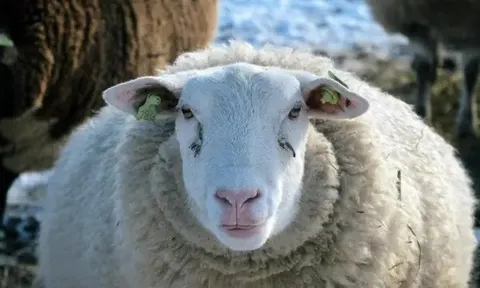 Giải mã bí ẩn đàn cừu đi vòng tròn liên tục hơn mười ngày không nghỉ