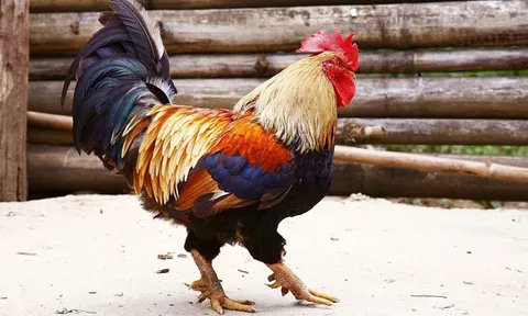 Chọn gà ăn Tết mà chưa thử 7 giống này thì phí cả đời: Thịt thơm, da giòn, cúng xong ai ăn cũng tấm tắc