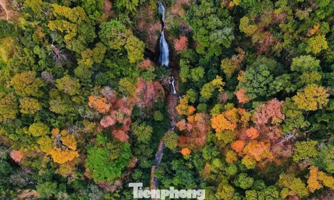 'Tuyệt đối điện ảnh' bằng lăng Măng Đen mùa thay lá