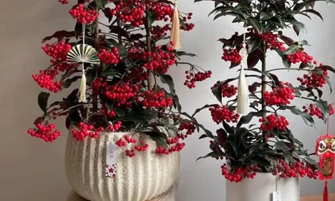 Tết Bính Ngọ bày 5 cây này trong nhà, tài lộc gõ cửa, cầu đâu trúng đó