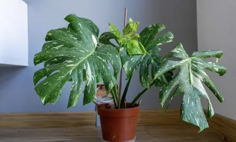 Người bán cây chỉ đích danh 3 cây trồng trong nhà cực “dễ sống”, đặt đúng chỗ là xanh tốt quanh năm