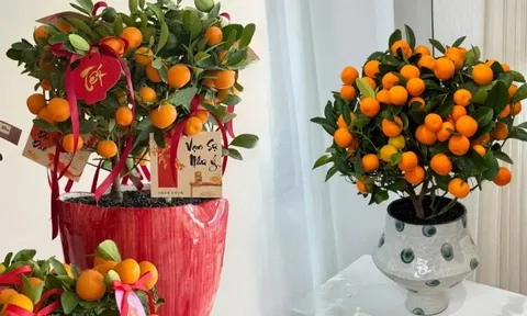 Vị trí "đại kỵ" khi đặt cây quất, cành đào ngày Tết khiến tài lộc đội nón ra đi, gia chủ nghèo đi trông thấy mà không hiểu lý do