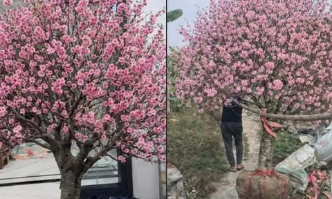 Bi hài chuyện chơi đào Tết khiến 1 người rơi lệ, vạn người xôn xao