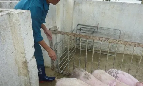 Giá heo hơi hôm nay, 11-2: Thịt heo ồ ạt về chợ, giá cả biến động bất ngờ