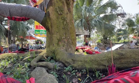 Chủ cây mai vàng “Nghinh Xuân Bính Ngọ” tiết lộ lý do rao bán 3,7 tỉ đồng