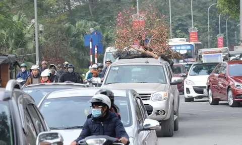 Về quê ăn Tết, chở đào, quất trên nóc ô tô con có bị phạt không?