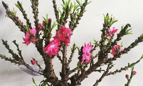 Việt Nam có "vua đào Tết" cực quý hiếm: Không phải đào huyền, đào chuông, được ví như sản vật tiến Vua